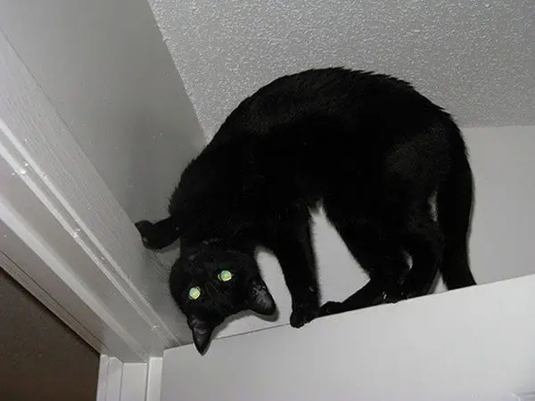 evil cats door angle