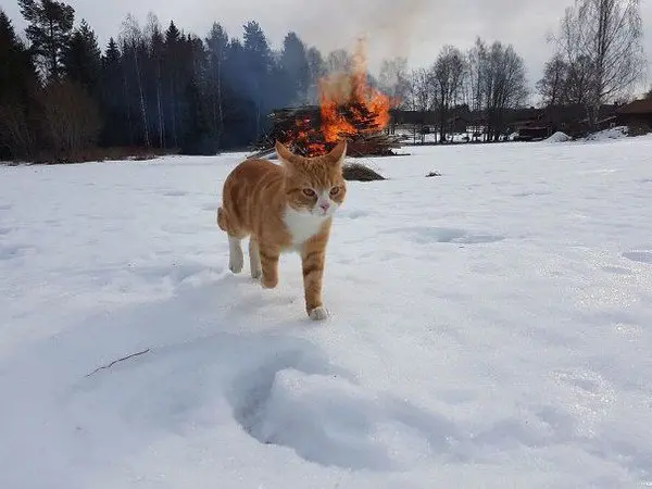 evil cats fire snow