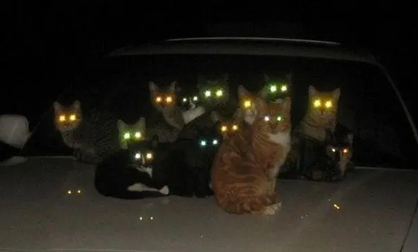 evil cats glowing eyes car