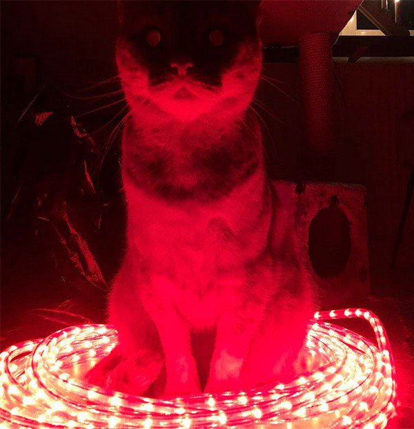 evil cats lit up