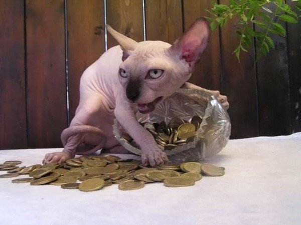 evil cats money