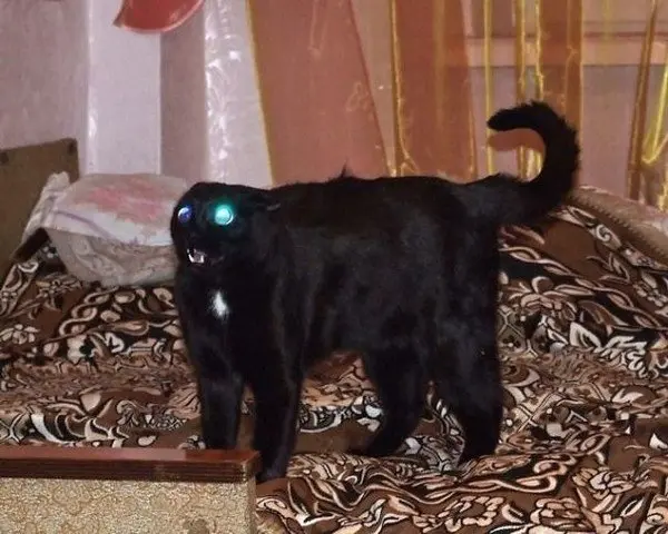 evil cats neckless glowing eyes