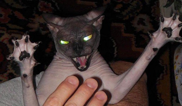 evil cats scary pose