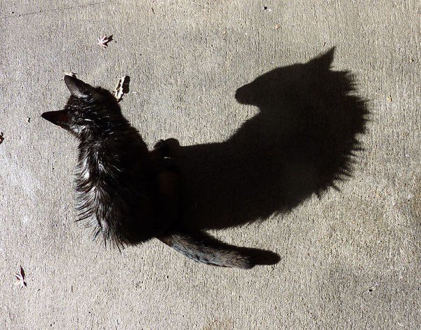 evil cats shadow