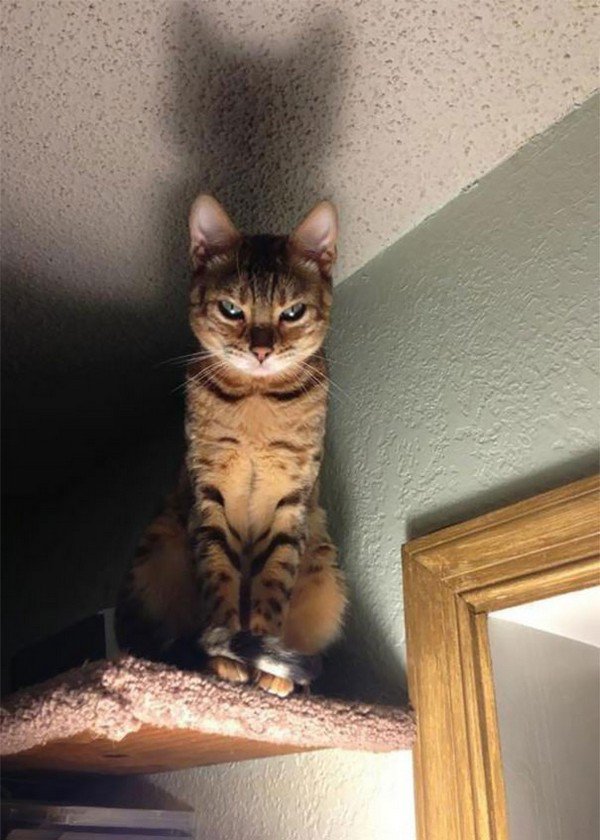 evil cats stare