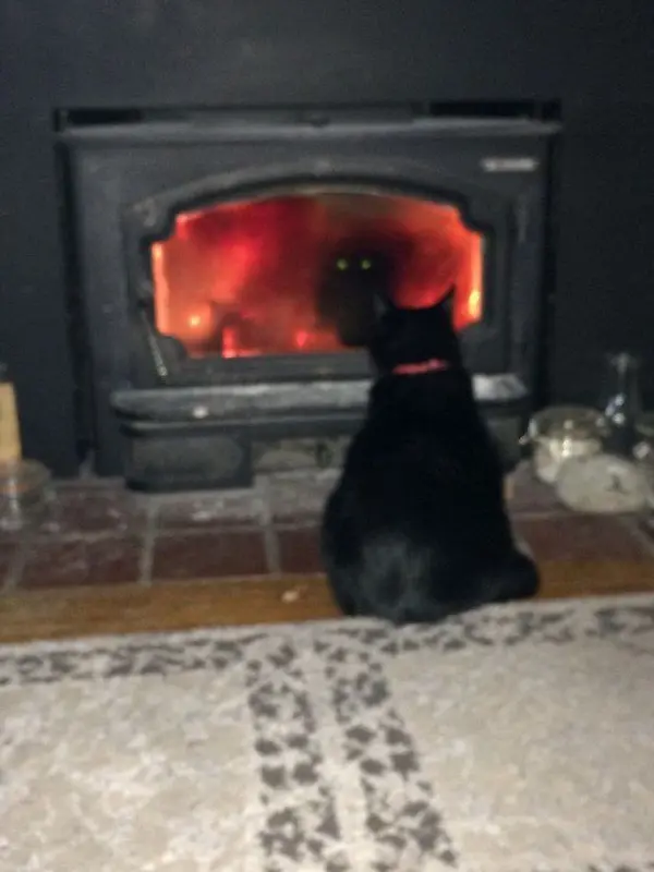 evil cats staring burner