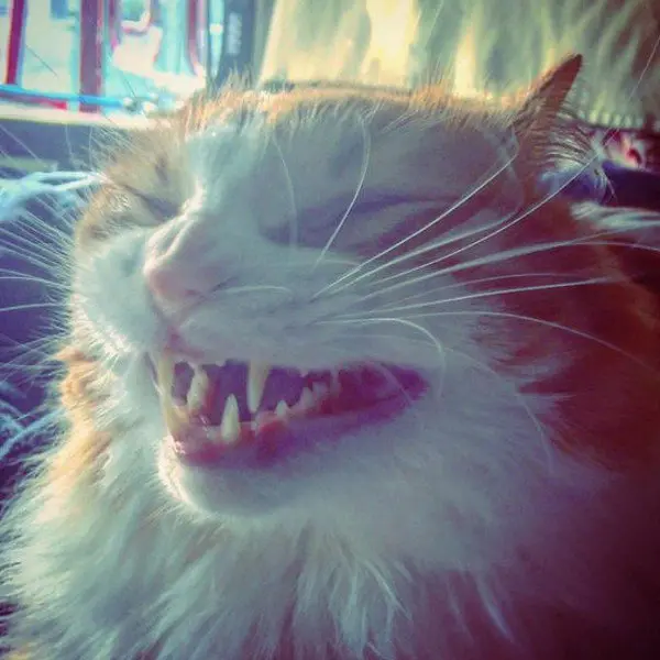 evil cats teeth