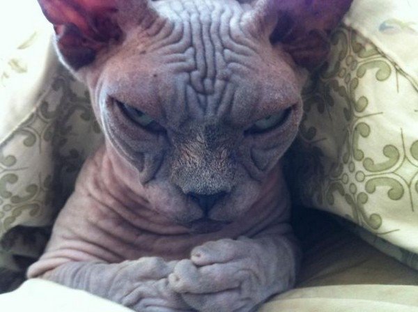 evil cats wrinkly face