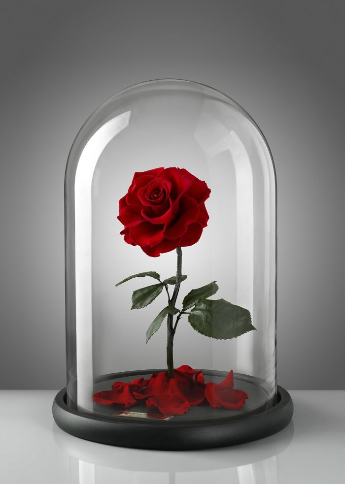 forever rose single red rose