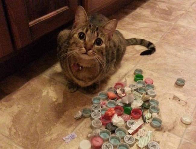 funny cat bottle tops