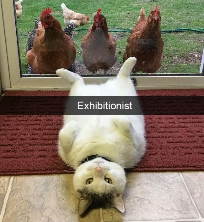 funny cat exhibitionist chickens