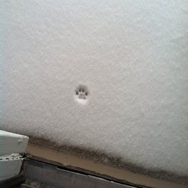 funny cat footprint
