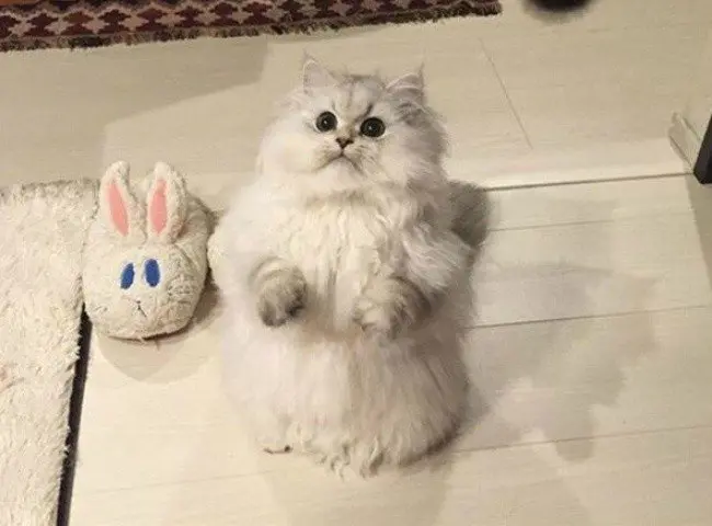 funny cat slippers