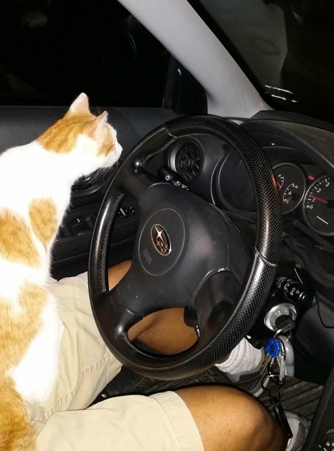 funny cat steering wheel