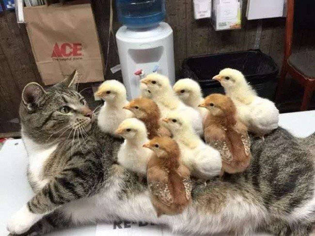 funny cat with chicks