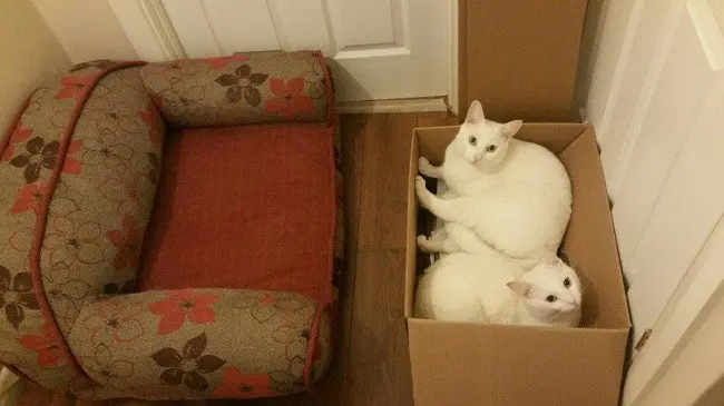funny cats box sofa