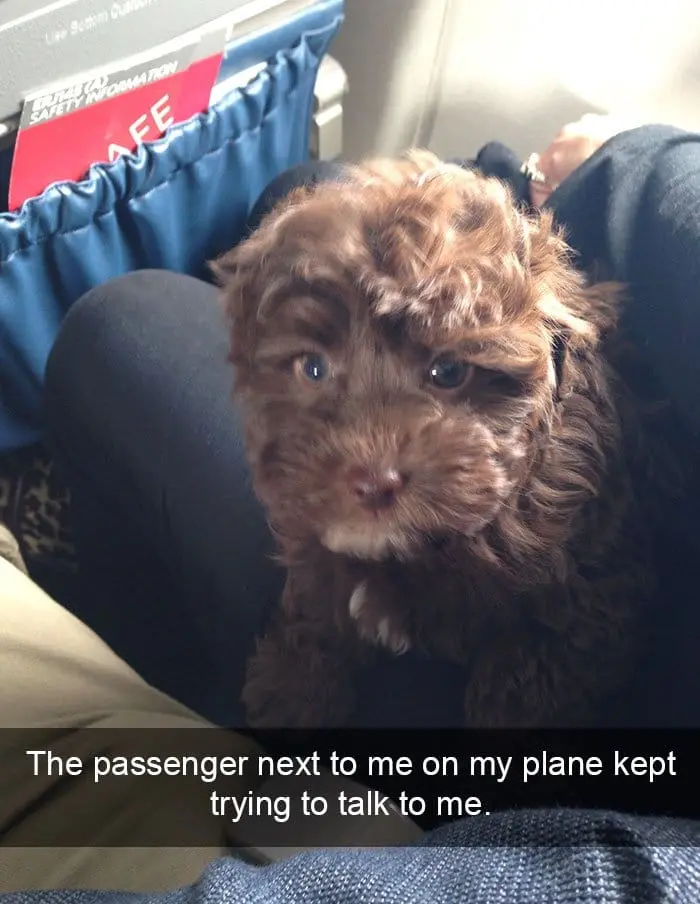 funny-things on plane dog