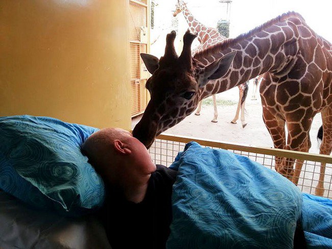 giraffe kissing man