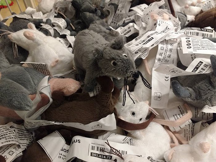 guy documents trip to ikea more rats