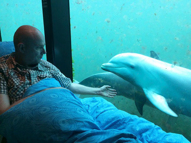 sick man dolphin