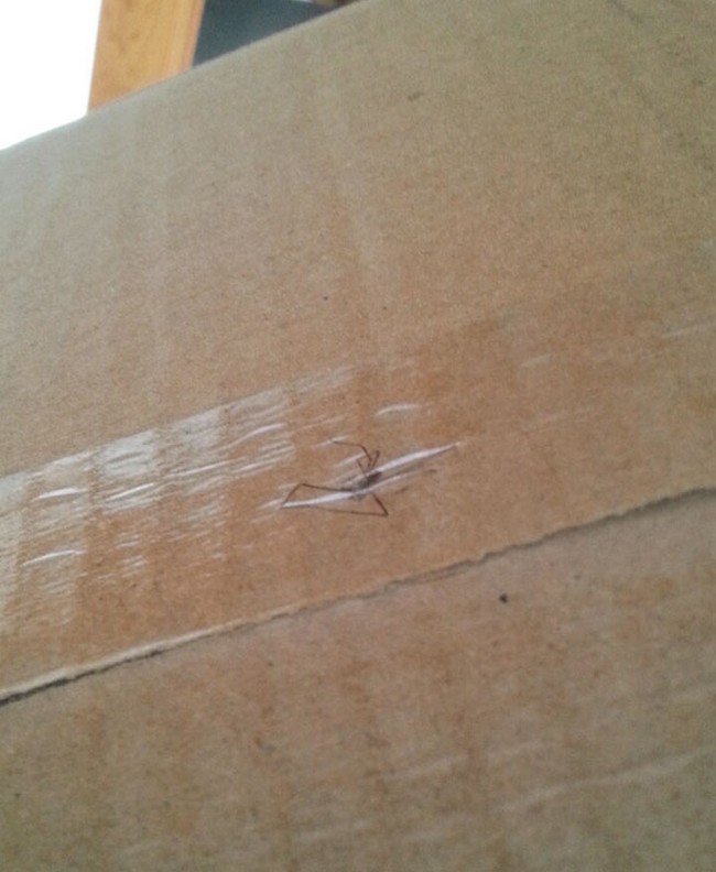 spider taped package