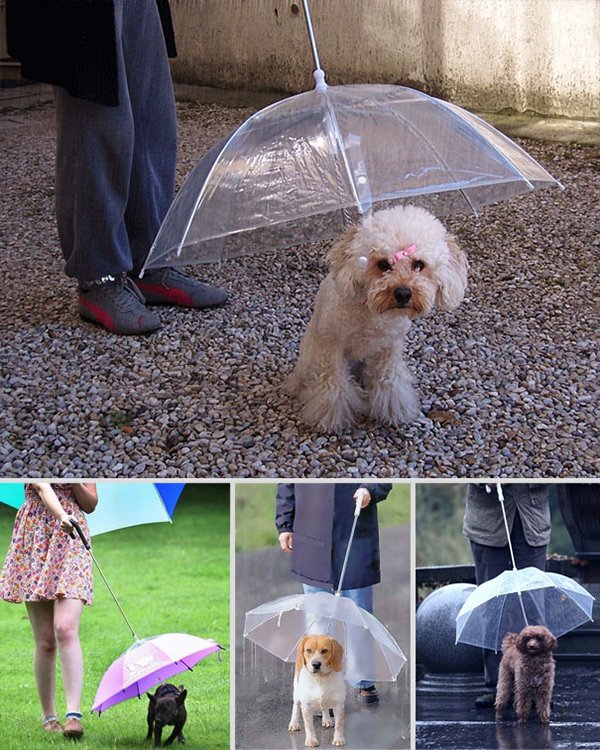 unique inventions umbrella for dogs