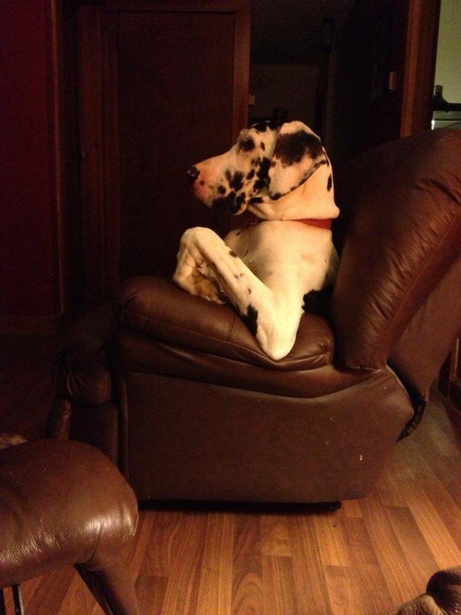 big dog photos armchair