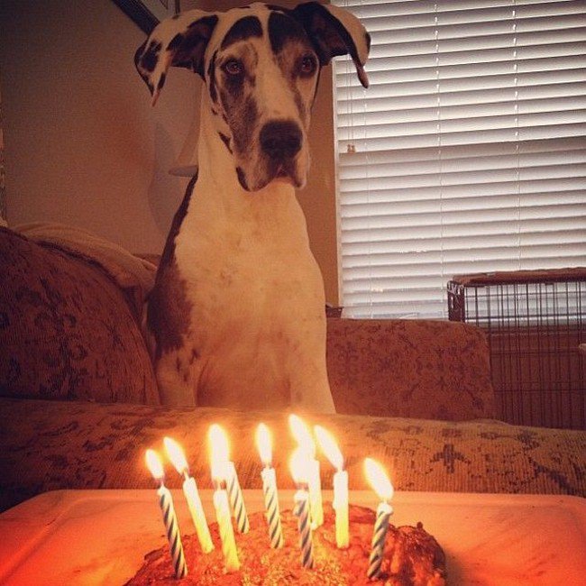 big dog photos birthday cake