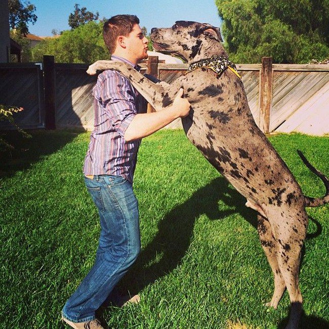 big dog photos great dane man kissing