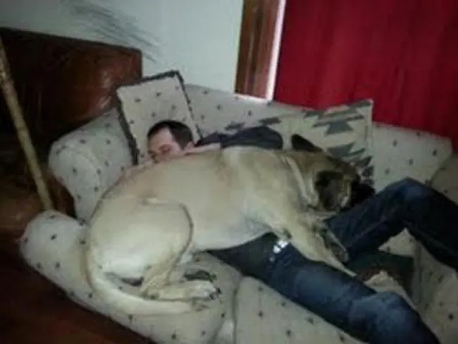 big dog photos man couch