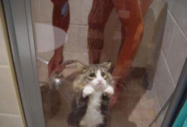 bizarre photos cat shower