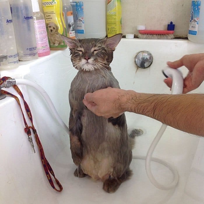 bone bone cat being washed