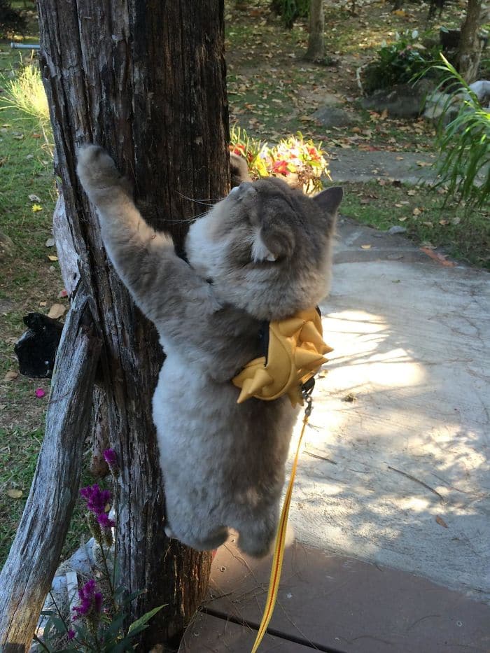 bone bone cat climbing