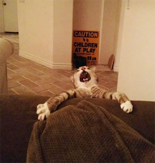 cat hanging off of sofa