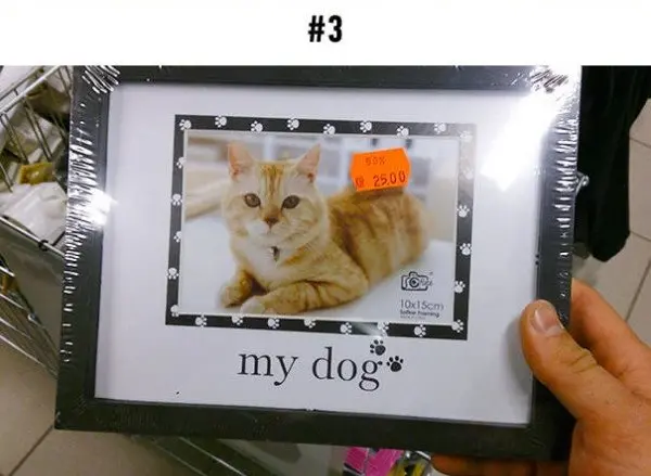 cat in a my dog frame