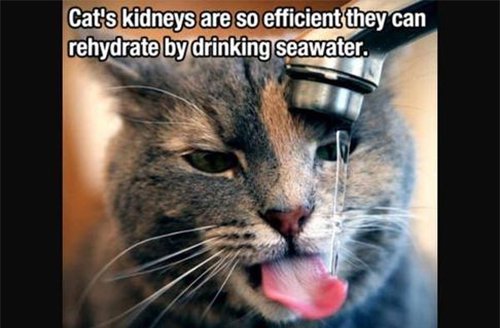 cat kidneys fact
