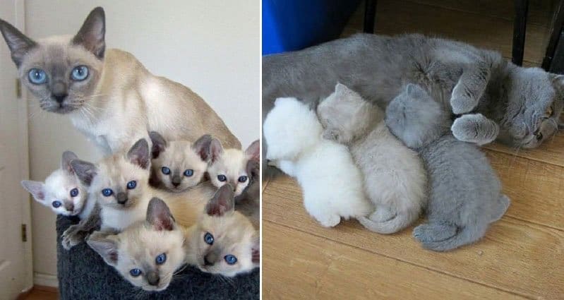 cat parenting kittens photos