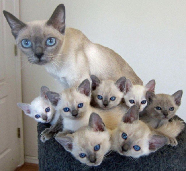 cat parenting photos blue eyed family