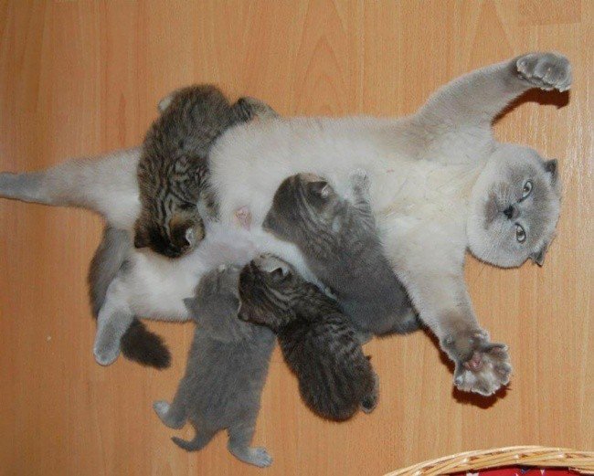 cat parenting photos flat on back kittens