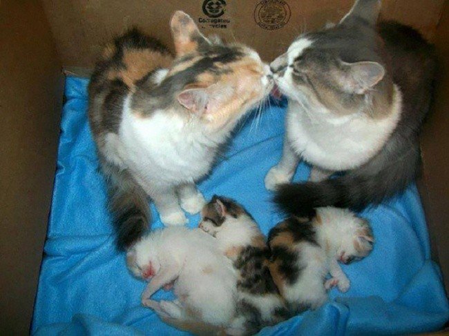 cat parenting photos kissing sleeping kittens