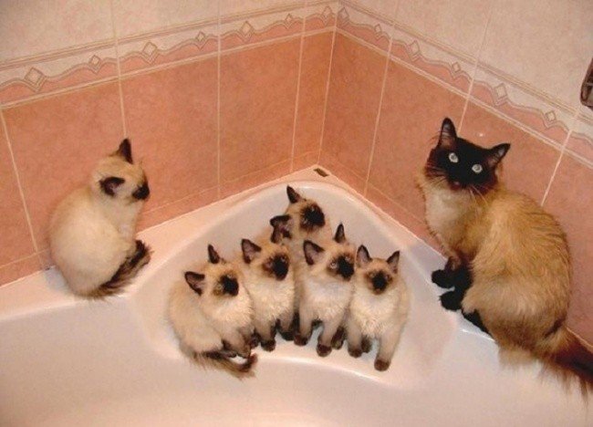 cat parenting photos kittens bath