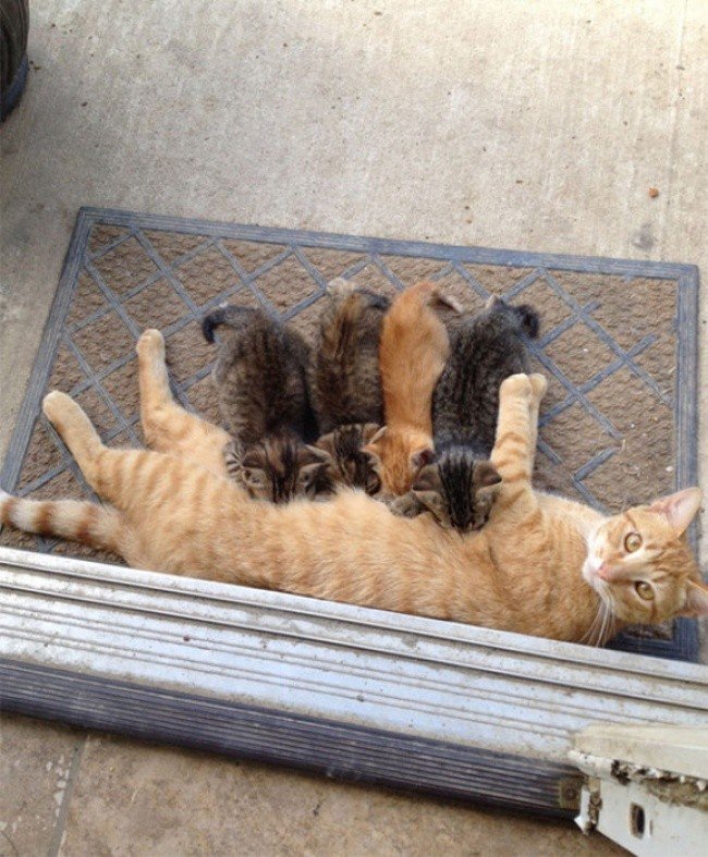 cat parenting photos mom feeding kittens