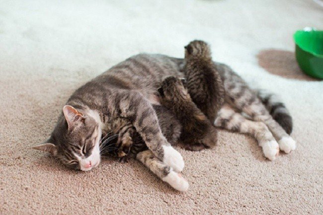 cat parenting photos sleeping kittens