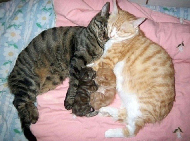 cat parenting photos snuggling kittens