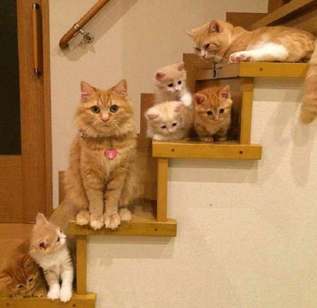 cat parenting photos stairs