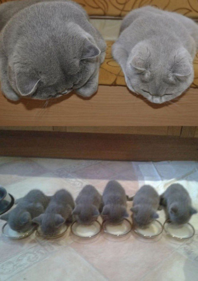 cat parenting photos watching kittens drinking