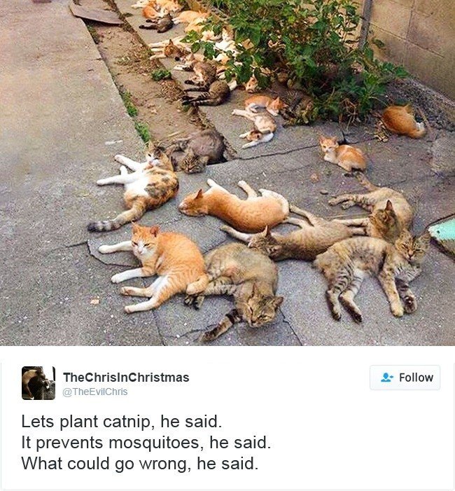 cats owning internet cat pile catnip