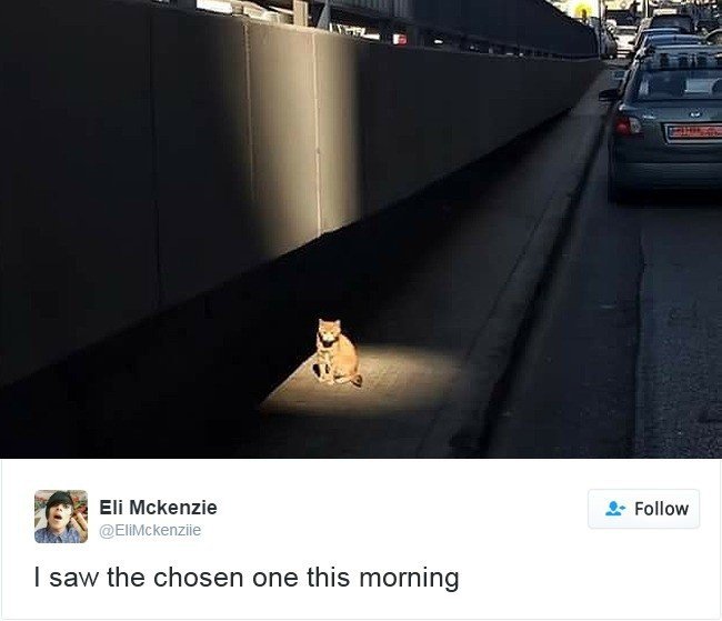 cats owning internet chosen one light beam