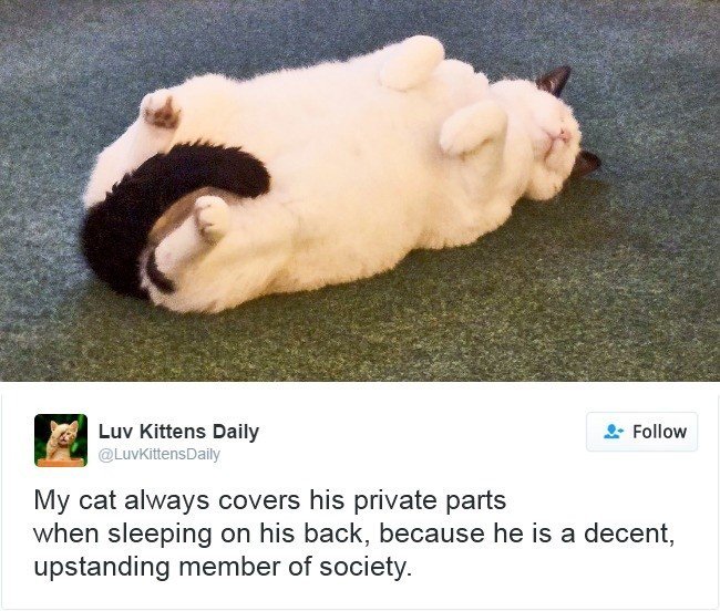 cats owning internet covering privates