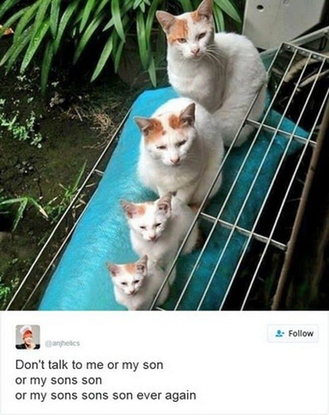 cats owning internet dont talk sons